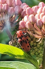Tetraopes tetrophthalmus
