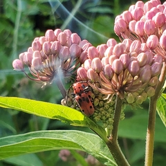 Tetraopes tetrophthalmus
