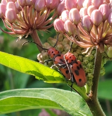 Tetraopes tetrophthalmus