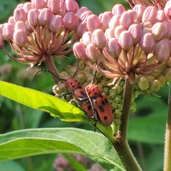 Tetraopes tetrophthalmus