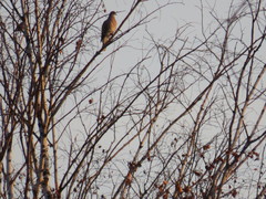 Streptopelia orientalis