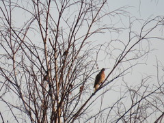 Streptopelia orientalis