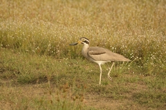 Esacus recurvirostris