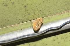 Mycalesis patnia