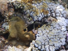 Chrysiptera brownriggii