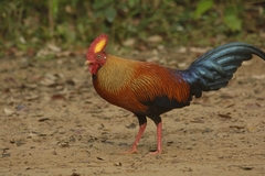 Gallus lafayettii