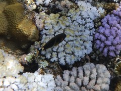 Chrysiptera brownriggii