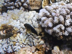 Chrysiptera brownriggii