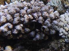 Chrysiptera brownriggii