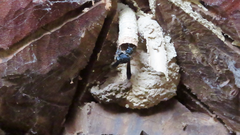 Orancistrocerus aterrimus erythropus