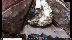 Orancistrocerus aterrimus erythropus