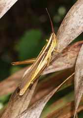 Mermiria intertexta