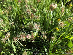 Trifolium stellatum