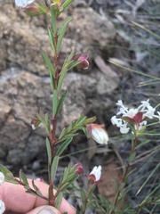 Pimelea stricta