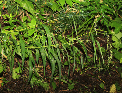Hystrix komarovii iNat (1)