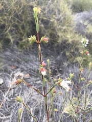 Pimelea stricta