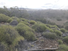 Pimelea stricta