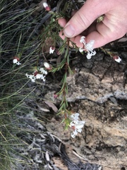 Pimelea stricta