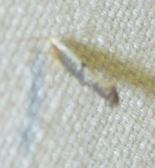 Argyresthia spinosella