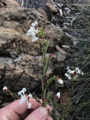 Pimelea stricta