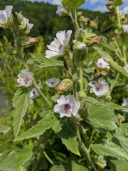 Althaea