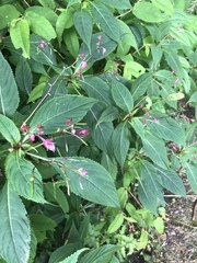 Impatiens devolii