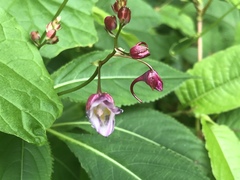 Impatiens devolii