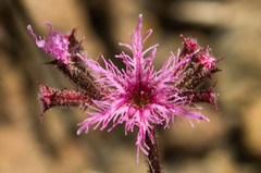 Chorizanthe fimbriata