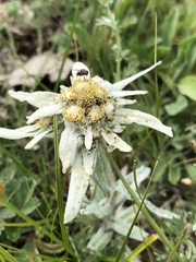 Leontopodium ochroleucum