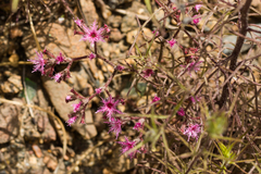 Chorizanthe fimbriata