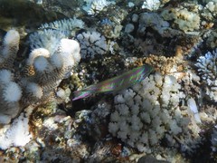 Thalassoma quinquevittatum