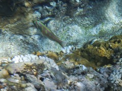 Thalassoma quinquevittatum