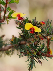 Dillwynia ramosissima