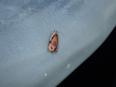 Zomaria interruptolineana