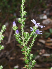 Olearia minor