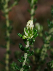 Olearia minor