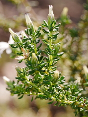 Olearia minor