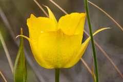 Calochortus weedii