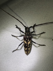 Monochamus marmorator