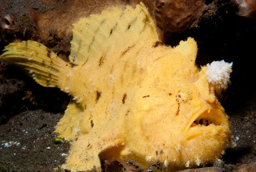 Hispid Frogfish