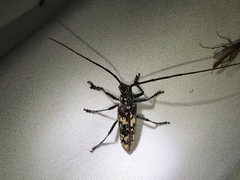 Monochamus marmorator