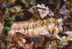 Crossosalarias macrospilus