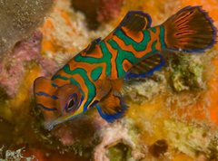 Synchiropus splendidus