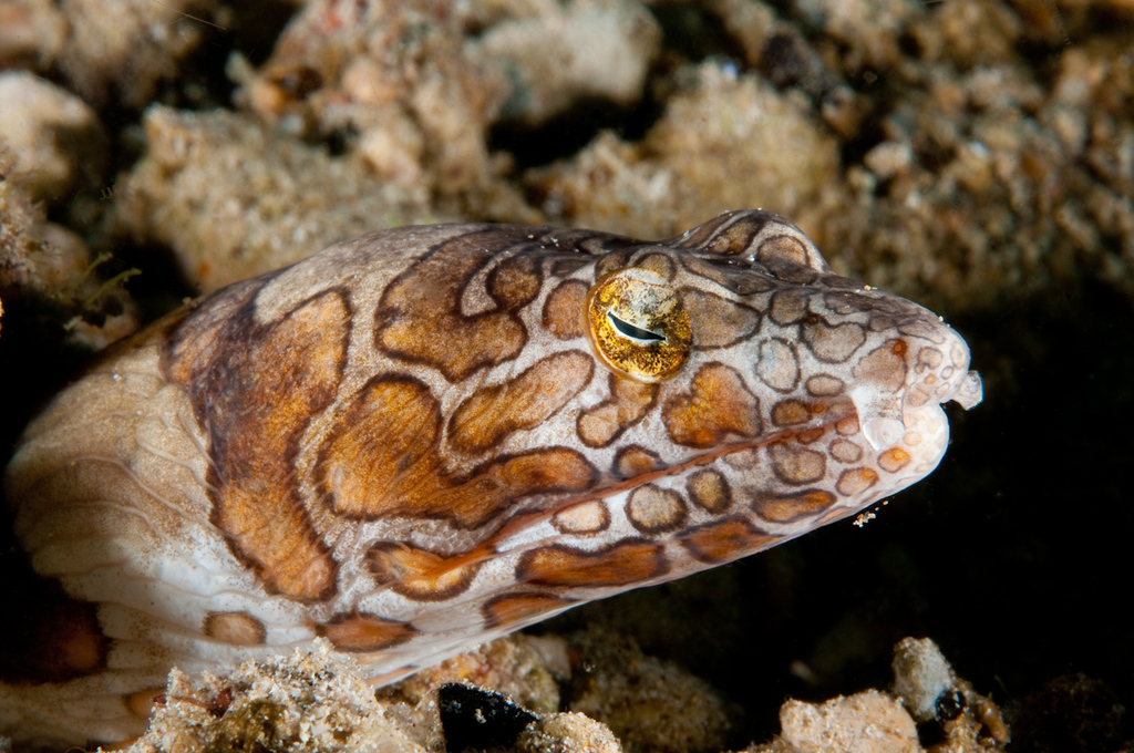 Napoleon Snake Eel