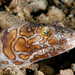 Napoleon Snake Eel - Photo (c) Erik Schlogl, some rights reserved (CC BY-NC), uploaded by Erik Schlogl