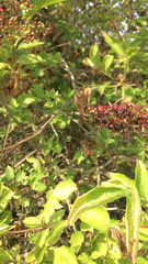 Sambucus nigra