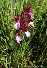 Anacamptis papilionacea papilionacea