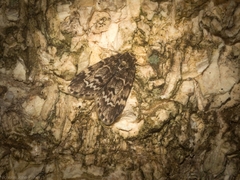 Scaphidriotis xylogramma