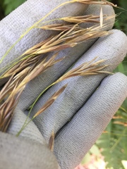 Bromus vulgaris
