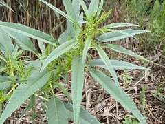 Amaranthus cannabinus